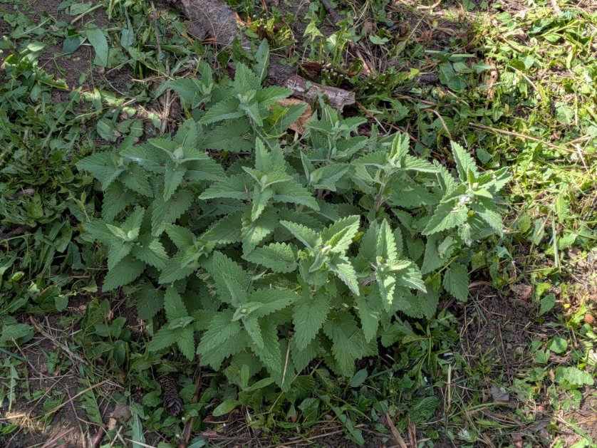 ptruiz_dev's tweet photo. Apparently mint escaped from a neighbor's yard, which means I now have mint that I may never be able to get rid of. On the better side of it, I did like mint tea in the Netherlands, so guess I'll have that more regularly. https://t.co/BuASeXVIor