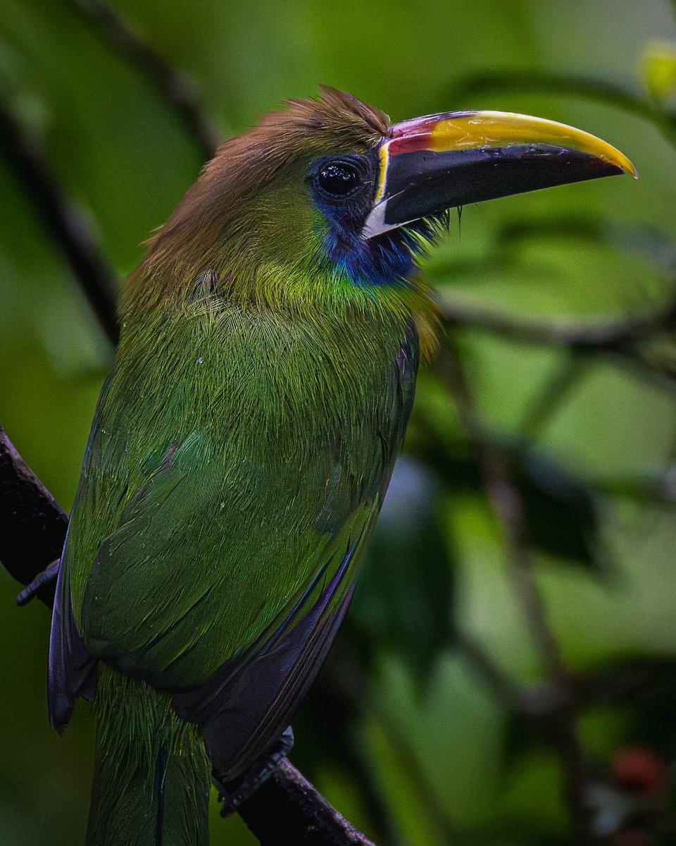 jp_monge's tweet photo. Northern emerald toucanet (Aulacorhynchus prasinus)

#bird #birdphotography #nature #naturelovers #photography #Nikon #Nikon100 #NikonNoFilter #NikonPhotography #ShotOnLexar #CreateNoMatterWhat #YourShotPhotographer #wildlifephotography #wildlife #CostaRica https://t.co/w12IJld3Zd