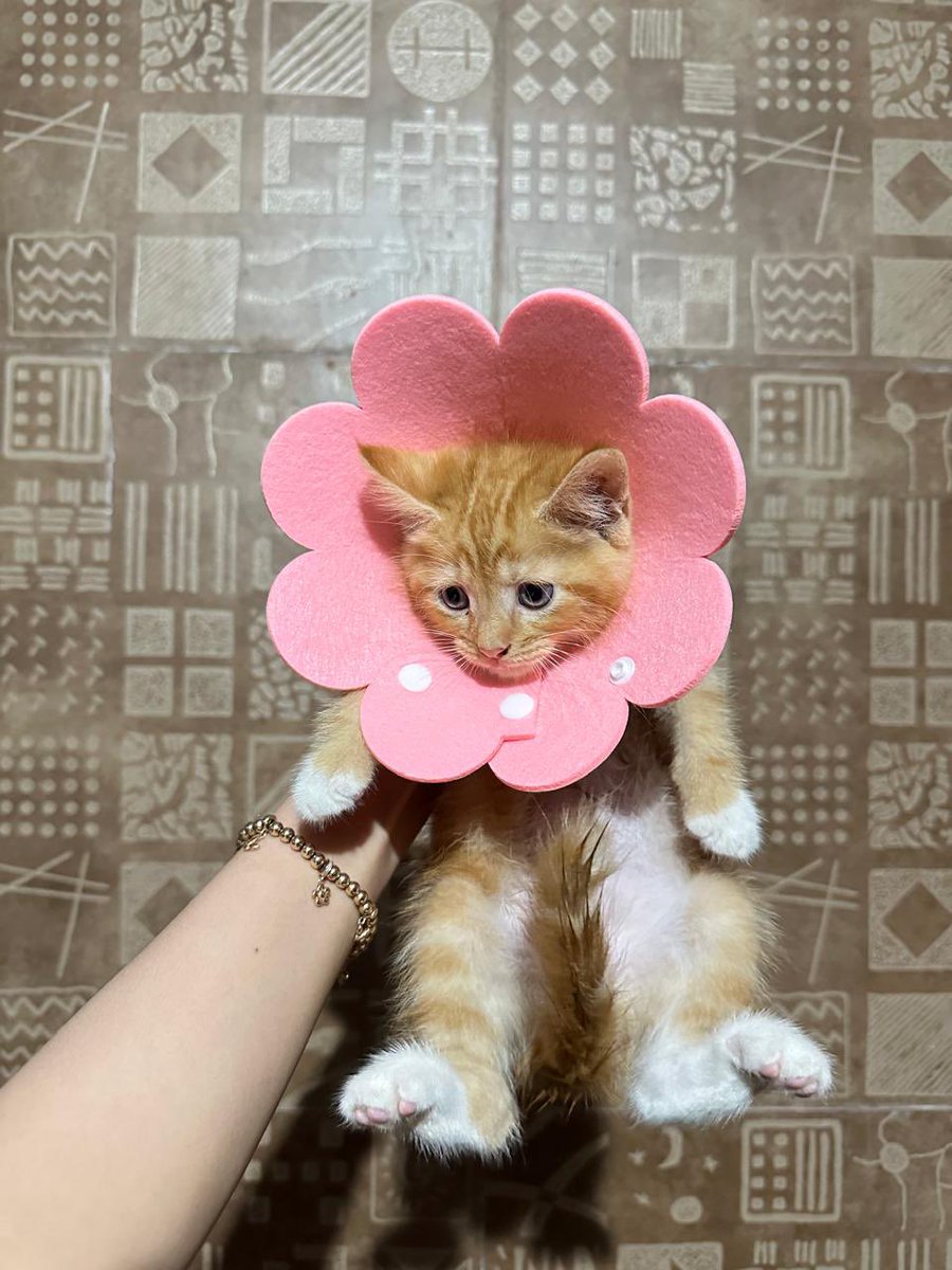 Nyaa tweet media