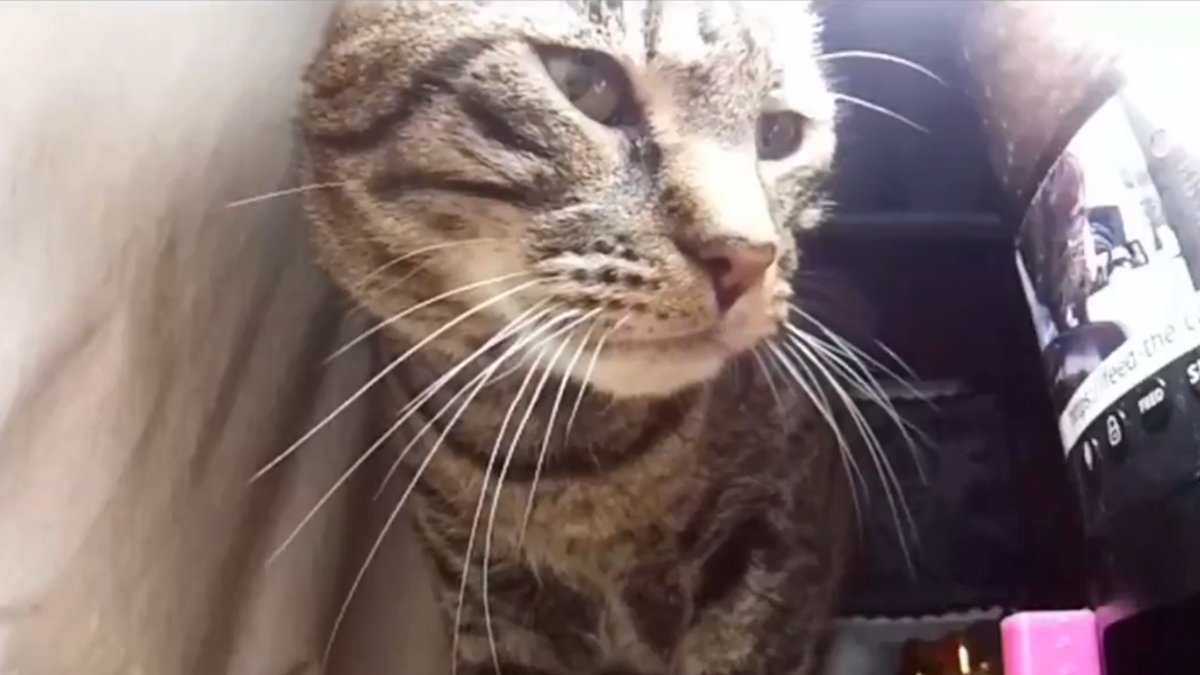JVCom's tweet photo. Un site permet désormais de nourrir des chats à distance en direct via des caméras connectées !

Baptisé "Feed The Cat", le projet permet aux utilisateurs de déclencher des distributeurs de nourriture en ligne via des dons, tout en observant les animaux en livestream.

Initialement inspirée d’un concept populaire en Chine, la plateforme intègre désormais plusieurs caméras et un système communautaire avec chat.

Le développeur souhaite étendre le service à des refuges et associations.