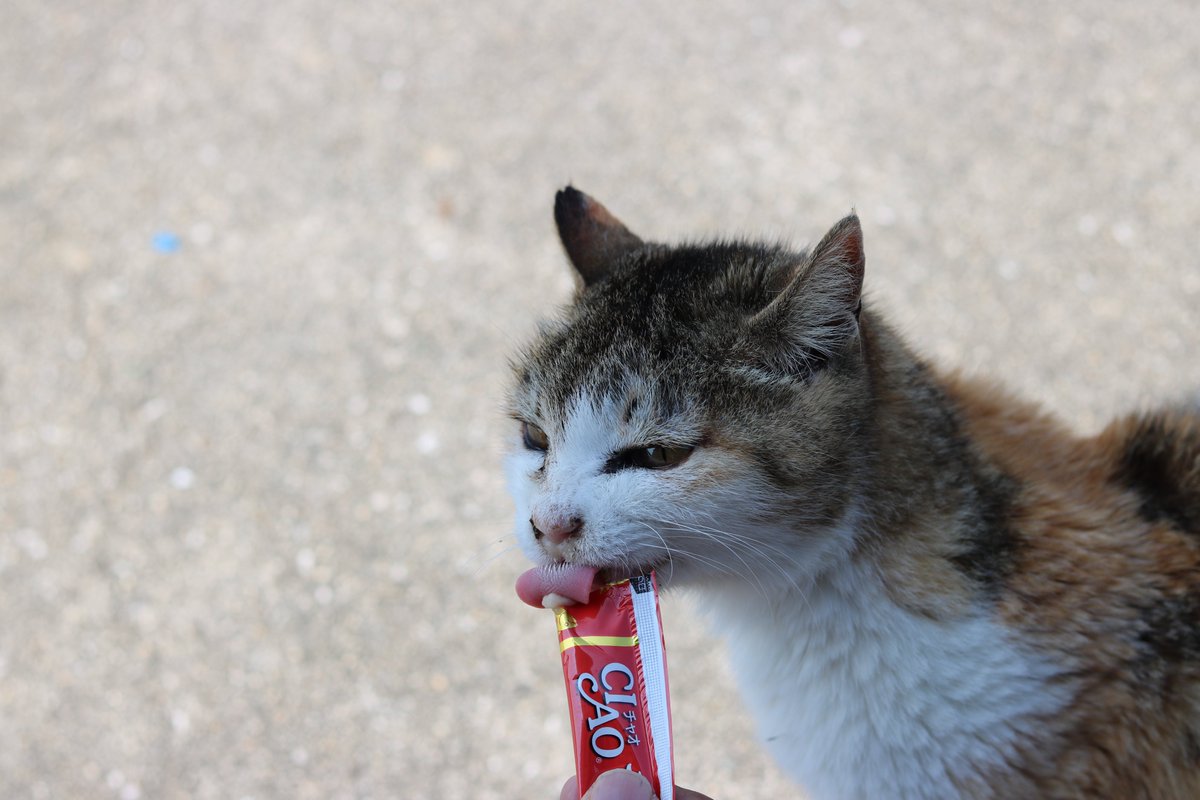 猫の島 青島 tweet media