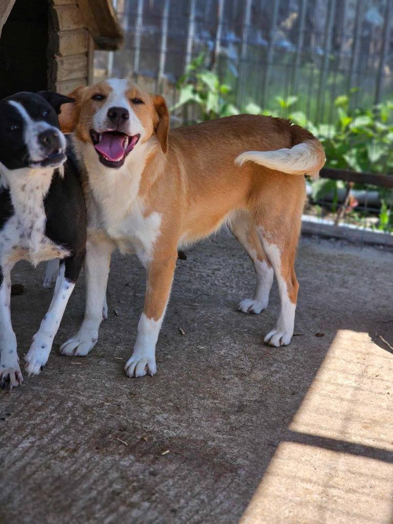 Pawprints to Freedom Rescue🐾 tweet media