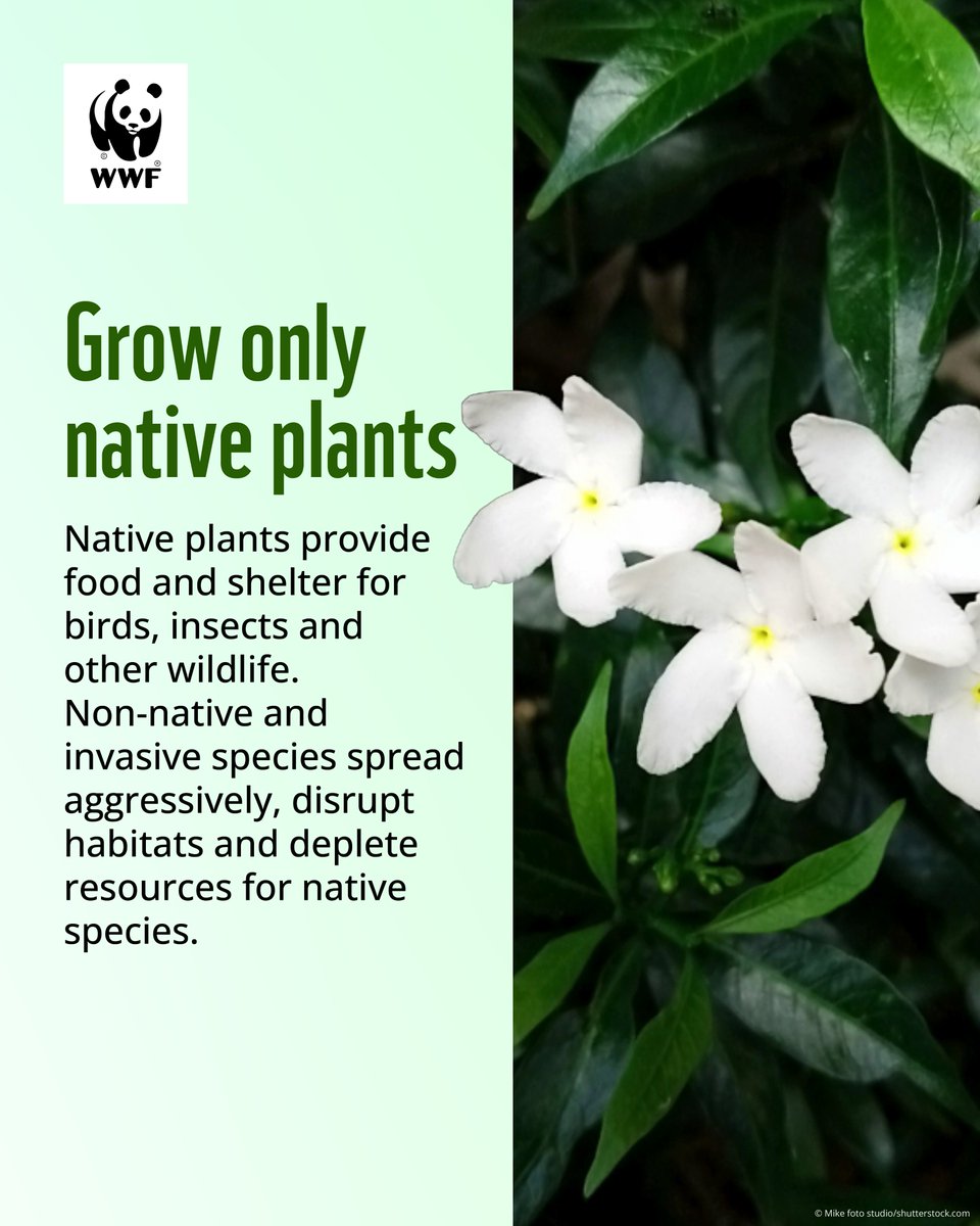 WWFINDIA's tweet photo. (2/3) This #InternationalBiologicalDiversityDay, learn about simple, everyday actions you can take to support biodiversity.  #WWFIndia https://t.co/evu2XdNc8s