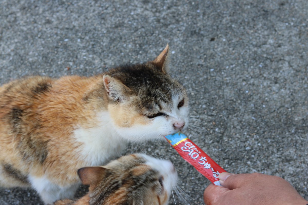 猫の島 青島 tweet media