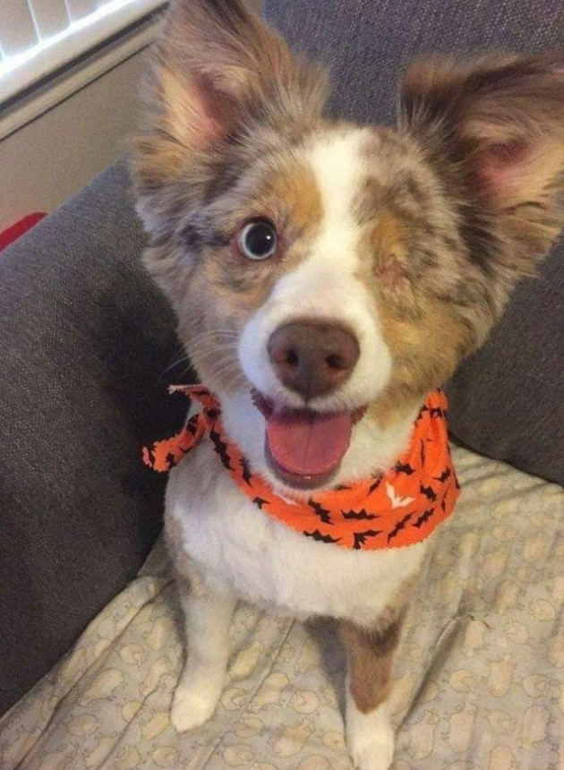 Best in Dogs tweet media