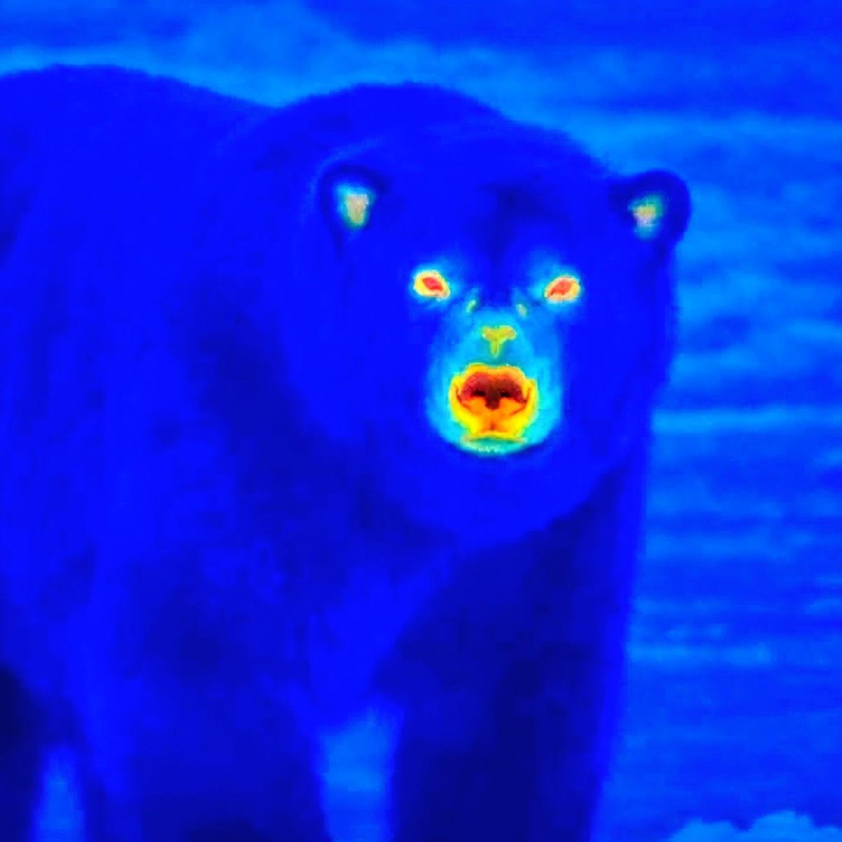 NeuralSpace_'s tweet photo. 🐻‍❄️❄️ Les ours polaires sont presque invisibles aux caméras thermiques grâce à leur incroyable isolation naturelle.

Leur épaisse couche de graisse et leur fourrure retiennent tellement bien la chaleur que très peu s’échappe vers l’extérieur. https://t.co/abSvvxC4d4