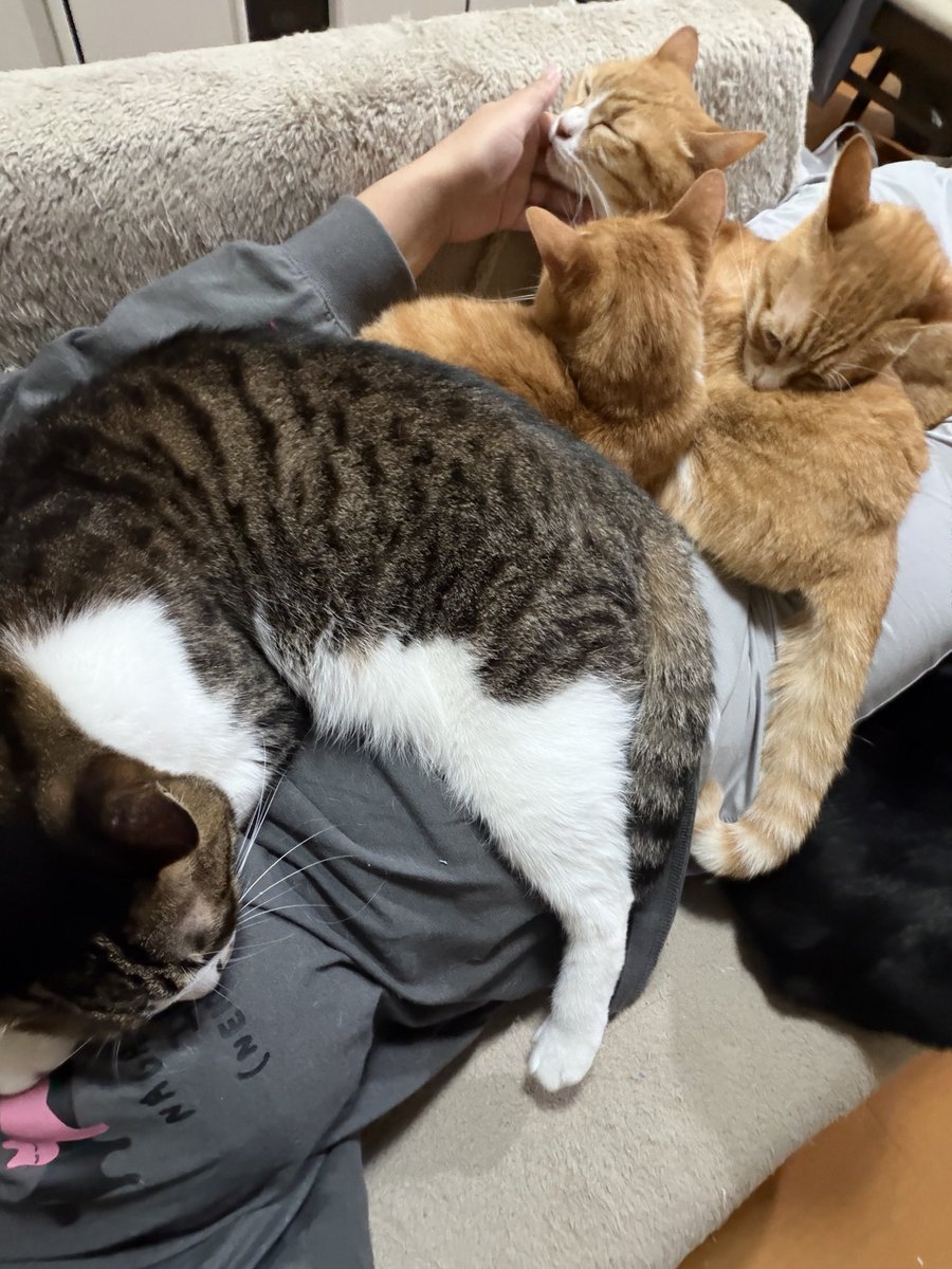 那丹谷かや🍣🐱同人声優🎙 tweet media