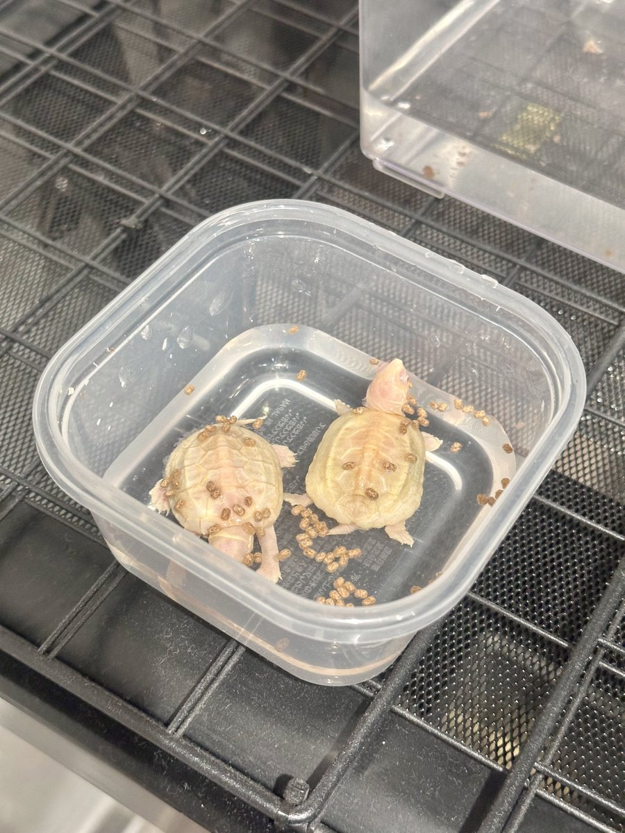 ぴすけ@🦎はちゅ垢🐢 tweet media