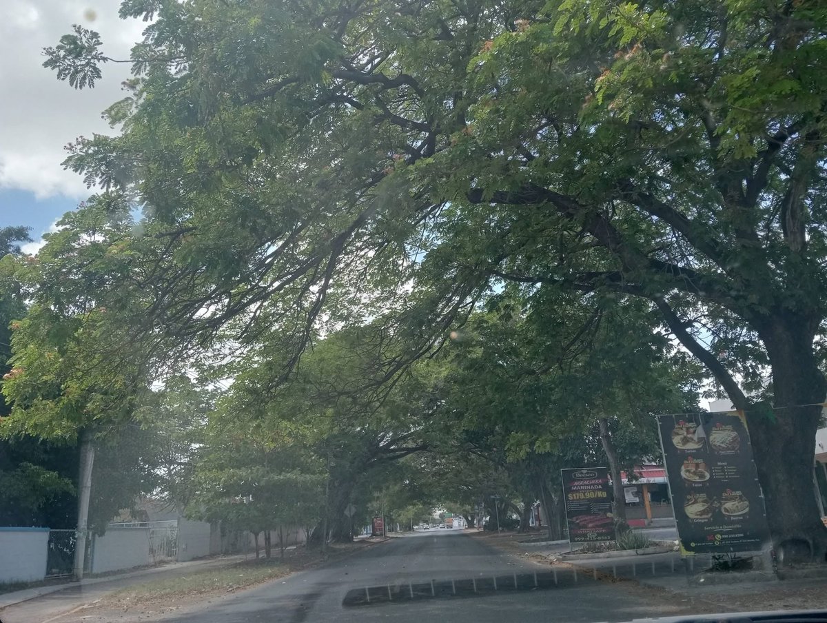 unpelanamas's tweet photo. Ojalá muchas de nuestras calles y avenidas estuvieran tan sombreadas como lo hacen estos hermosos árboles de la calle 20, antigua carretera a Chuburná. Qué lejos se ve del “plan” del ayuntamiento que está poniendo macetas sobre Circuito Colonias. https://t.co/wbP0WFYKas