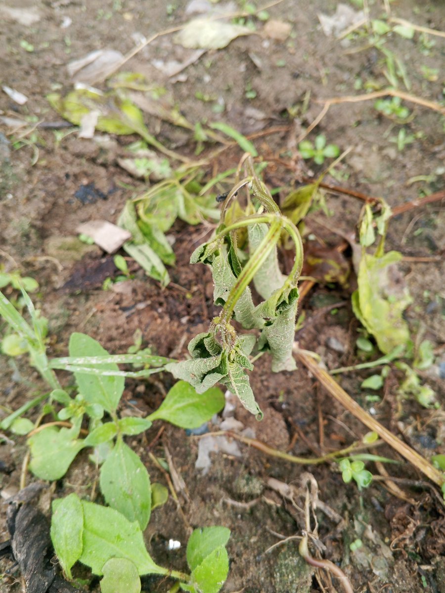 Chukwunonso (Farmer) tweet media