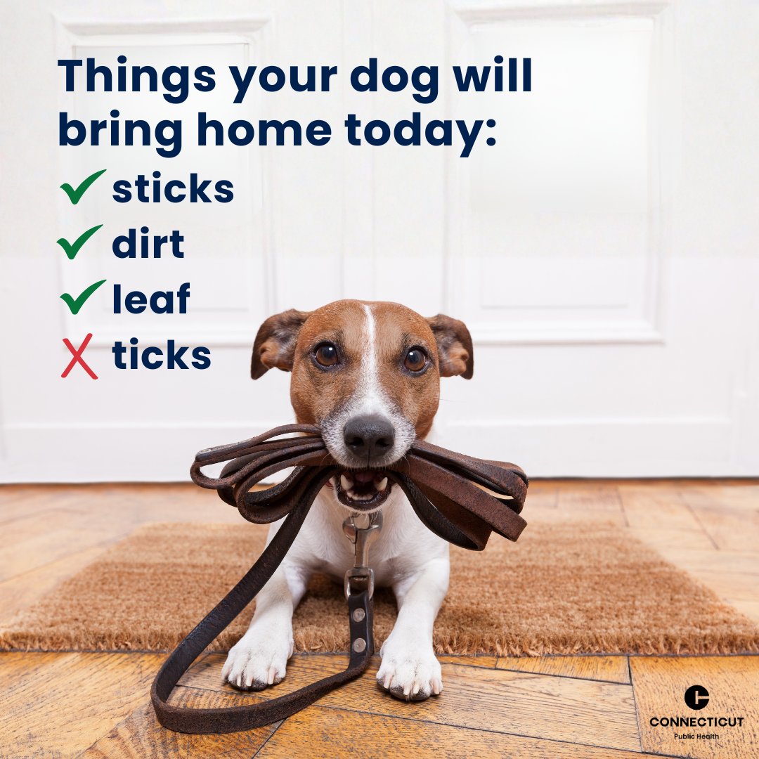 CTDPH's tweet photo. Your pet loves the outdoors. Ticks do too. 🐜

Dogs and cats can pick up ticks outside and bring them into the home, where those ticks can still bite people. Pets can also get sick from tickborne diseases, and symptoms don’t always show up for days or even weeks after a bite. 

Most tickborne diseases in pets can’t be prevented with vaccines (except Lyme disease in dogs), which is why prevention matters. 

Talk to your veterinarian about tick risks in your area and how to protect your pet. 

Learn More: https://t.co/o8A4LPZJTP