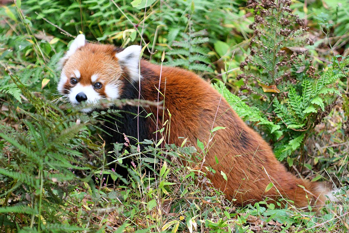 morimoto tweet media