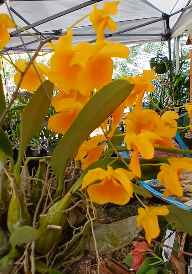 TenmanOksana's tweet photo. Blooming Like the Sun 🌺 Beautiful Cattleya Orchid 🌼 https://t.co/ZUgy4Pta28 #cattleyaorchids #cattleya #OrchidLovers #TropicalFlowers #OrchidCollection #RareFlowers #orchid #flowers #flower #florida #usa #floridalife #floridaliving #floridausa #slowliving #florida https://t.co/V95IdQ0nvy