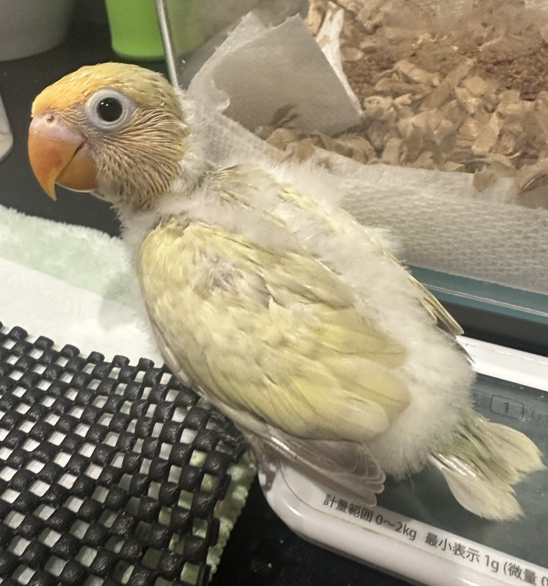KitakoBird's tweet photo. 安定の可愛さ🥰

 #クロボタンインコ https://t.co/XflMzRUr7p