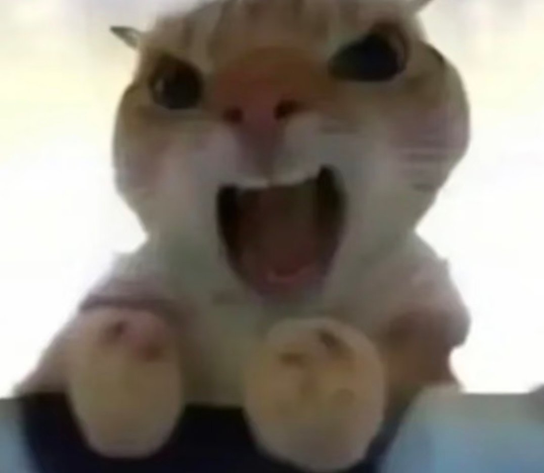 爽滑的猫尿 tweet media