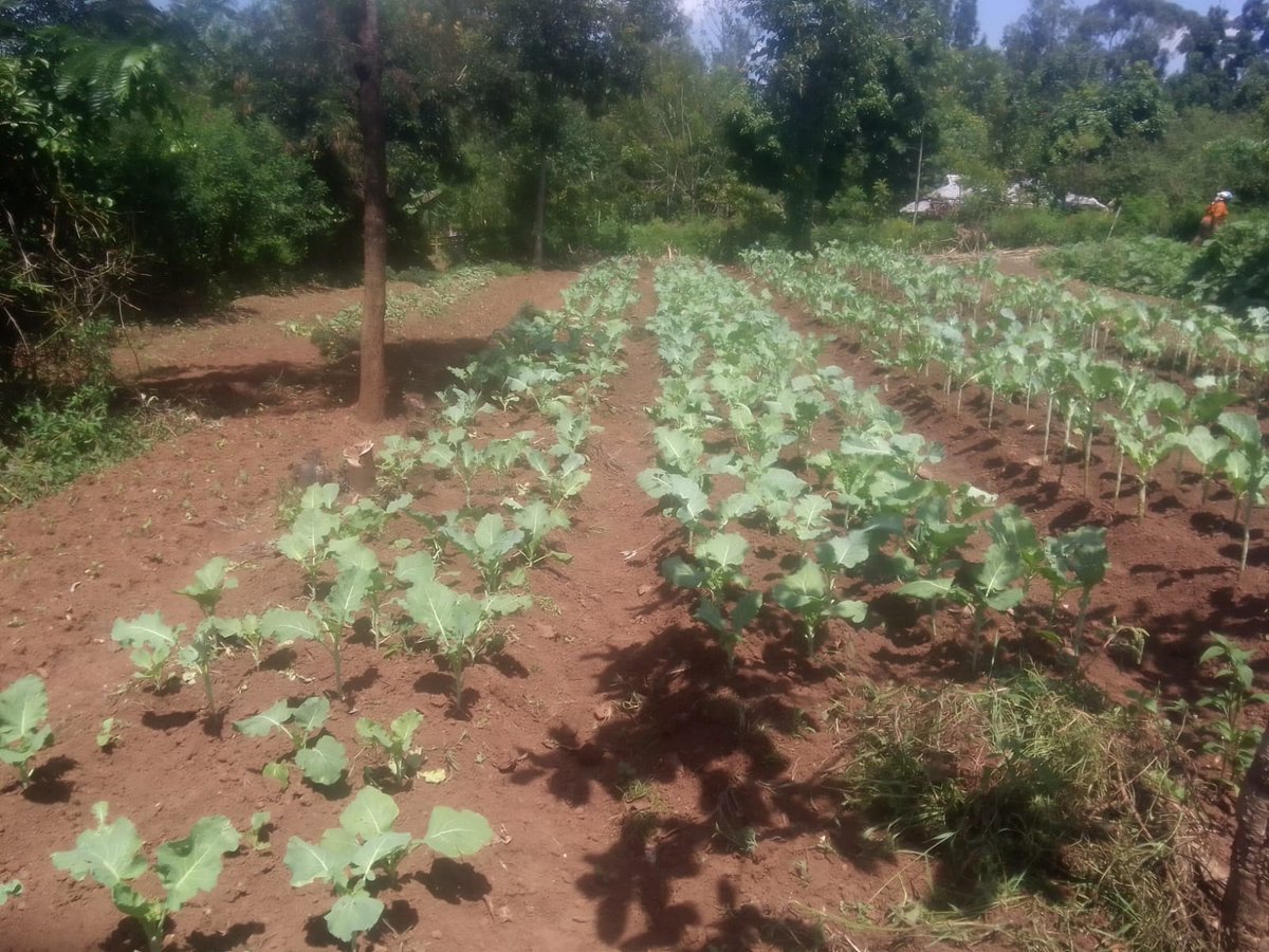 IADorganization's tweet photo. Big moves ahead!🌱The FAO Tunza Project representatives visited our Farmer Field School for onboarding sessions.exciting things are coming!@HakiYetuOrg  @IADorganization @hope2shine https://t.co/WfrwC3l1Cn