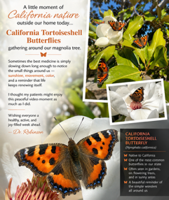 campbellpod's tweet photo. TORTOISESHELL BUTTERFLIES IN THE MOUNTAINS https://t.co/QyfI2EVTx9