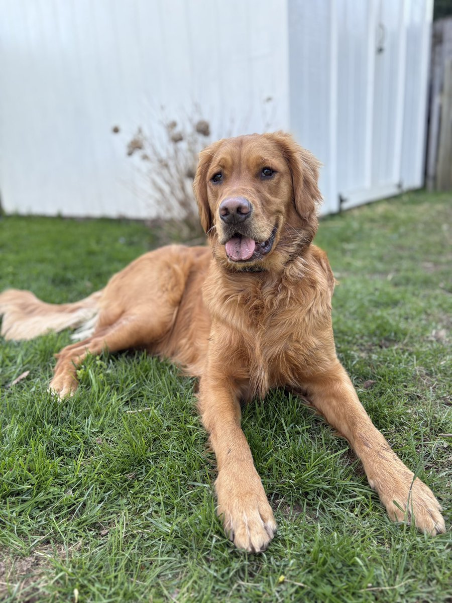 jmur96's tweet photo. My dog > your dog https://t.co/rJV1UX4ttJ