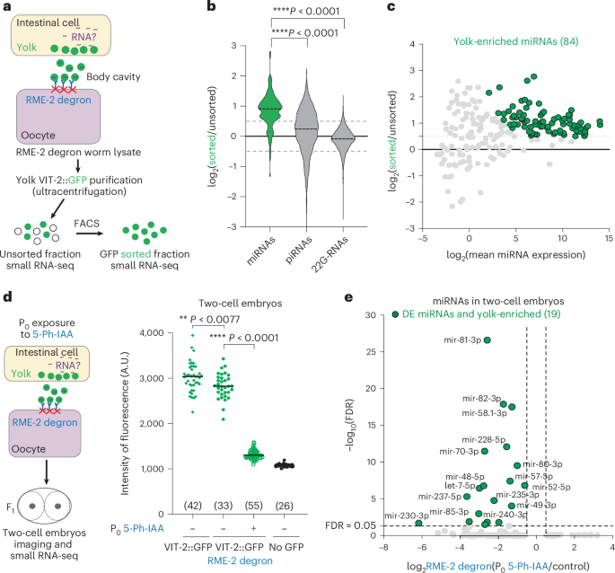 NatureSMB's tweet photo. New online! Soma-to-germline miRNA inheritance through yolk promotes stress resilience in progeny https://t.co/GdfR5uPO59 https://t.co/Bgs01j29YQ
