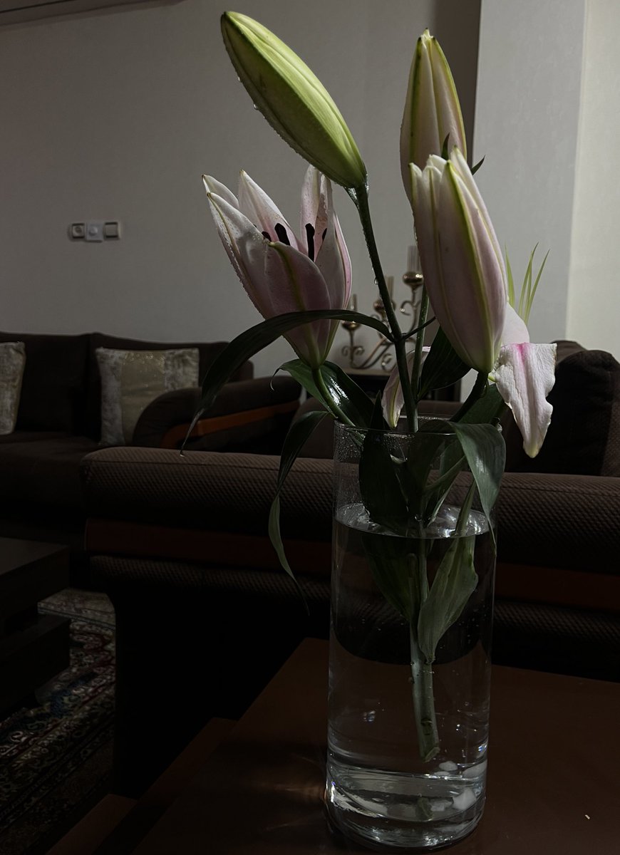 آلبالو هستم tweet media