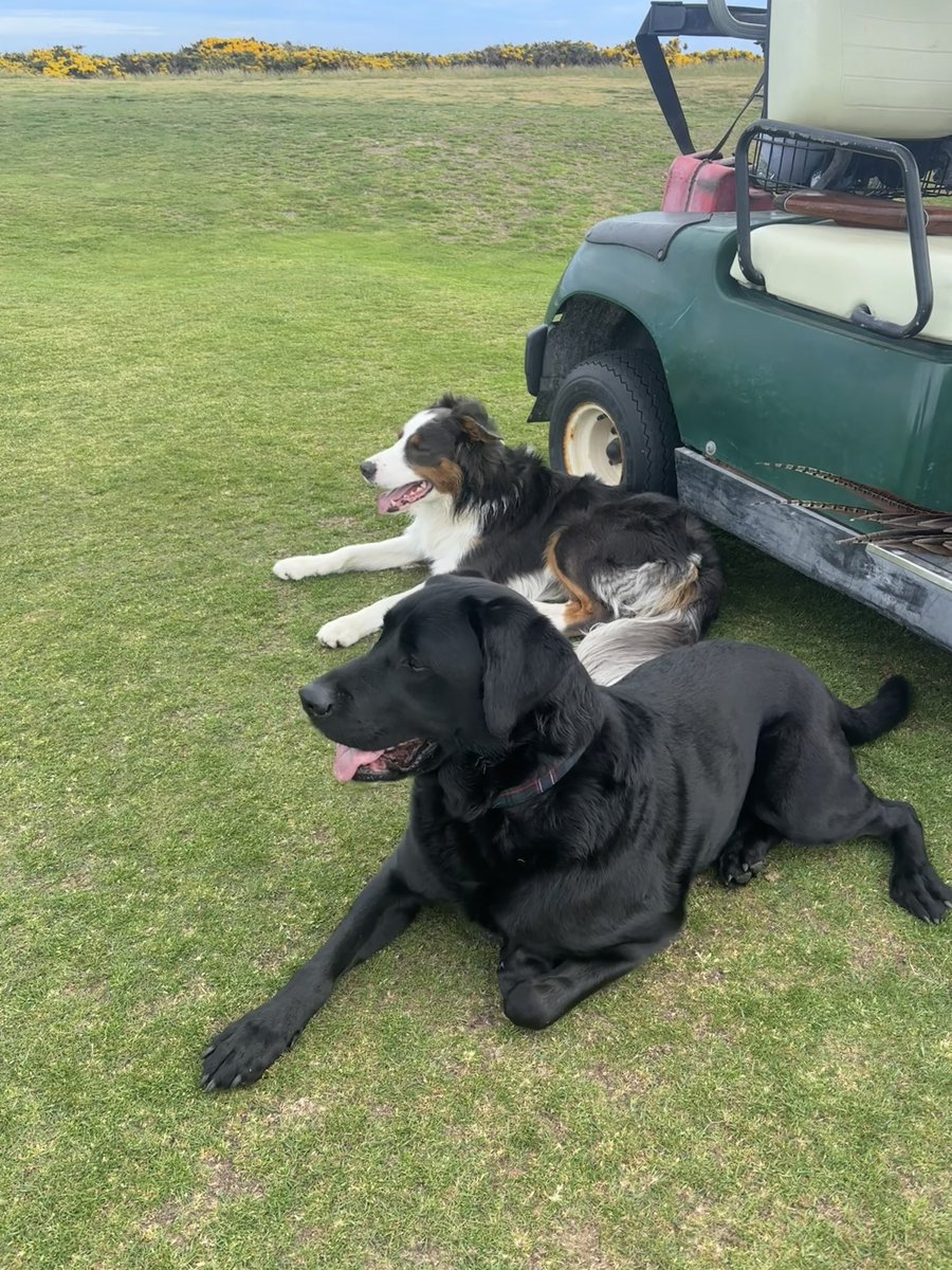 bertmackay1's tweet photo. Archie &amp; Chase making sure the new pins &amp; flags are all put out properly this morning @SpeyBayGC while the greens were being cut….

It really is a dogs life out there…

✅2 rabbits chased
✅6 pheasants chased
✅1 sausage as a reward for being good
✅Lots of cuddles for golfers https://t.co/RHh5Hs6sMs