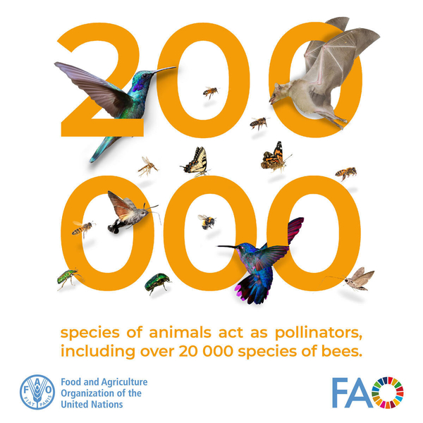 Food and Agriculture Organization tweet media