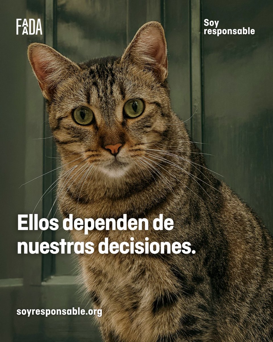 FAADA tweet media