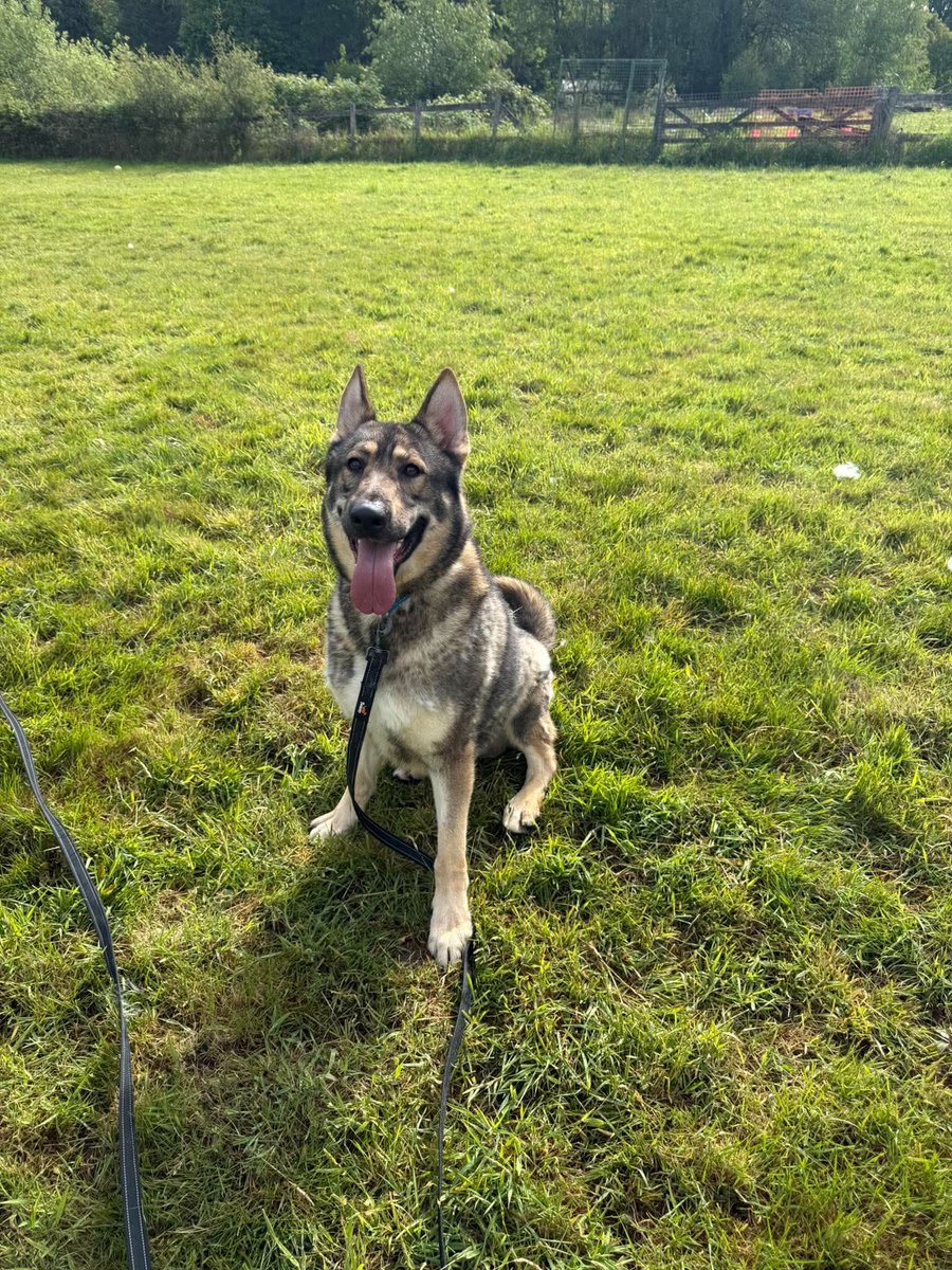 German Shepherd Rescue Elite ( GSRE ) tweet media