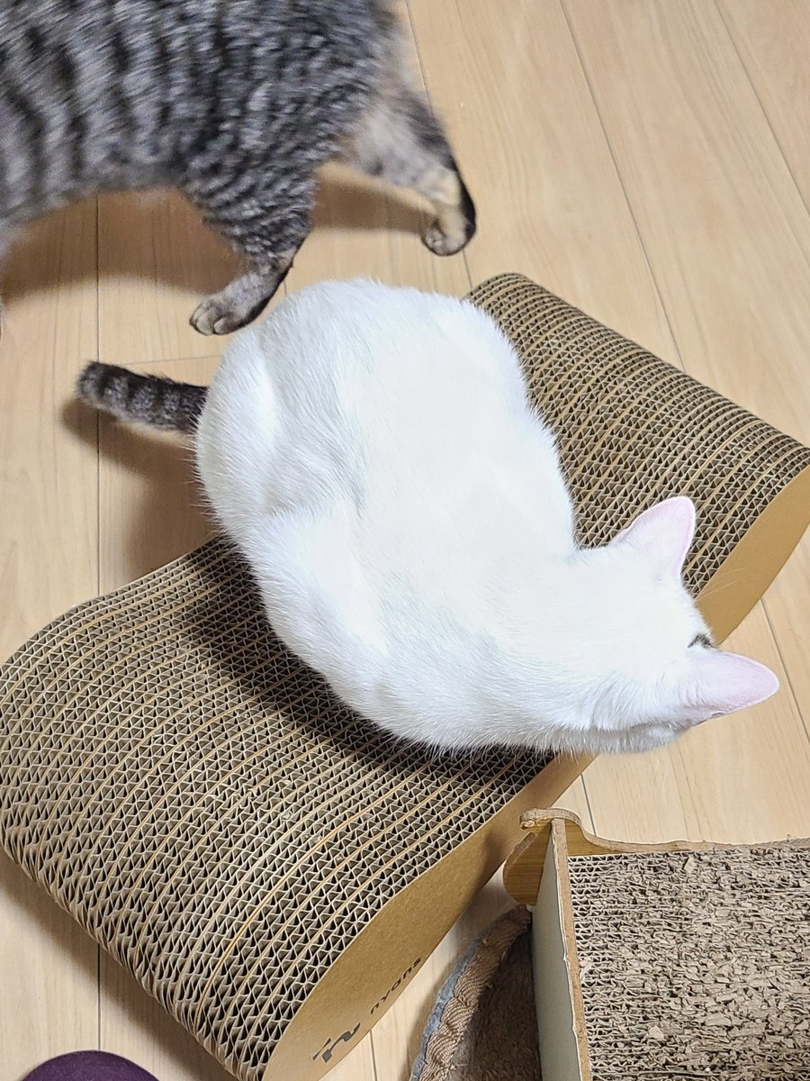 ミズキ tweet media