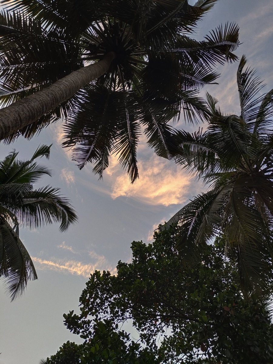 Veronicdsouza's tweet photo. Thereโs something so therapeutic about a Warm evening sky framed by my Palm Squad...๐ด๐ณ๐
#Goa #Lovewhereyoulive #chasingSunset #GoldenHour #EveningVibe #PreMonsoon #Skyworld #PeaceofMind https://t.co/wAZfdcTBRM