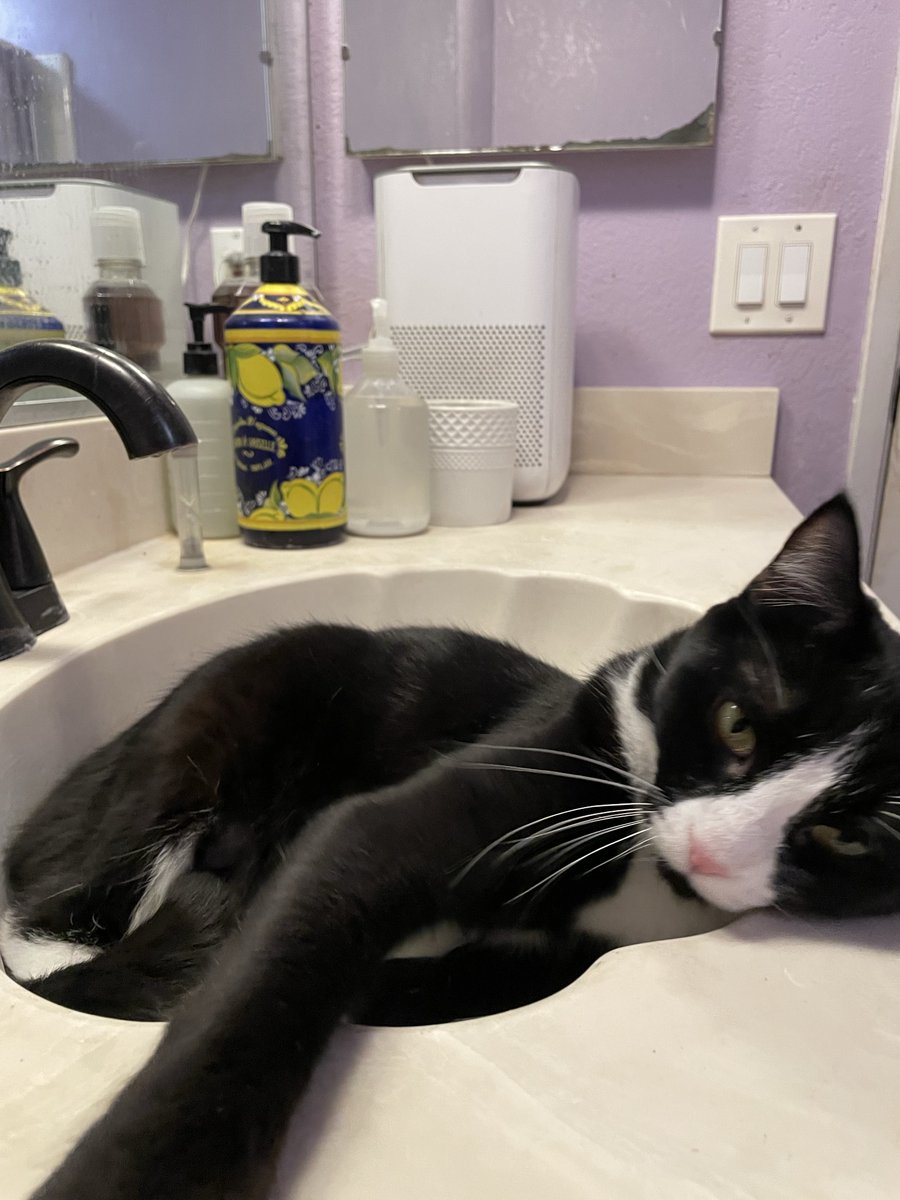 AmyCommie's tweet photo. @CuteCatsMagic https://t.co/HLiHViQYnx