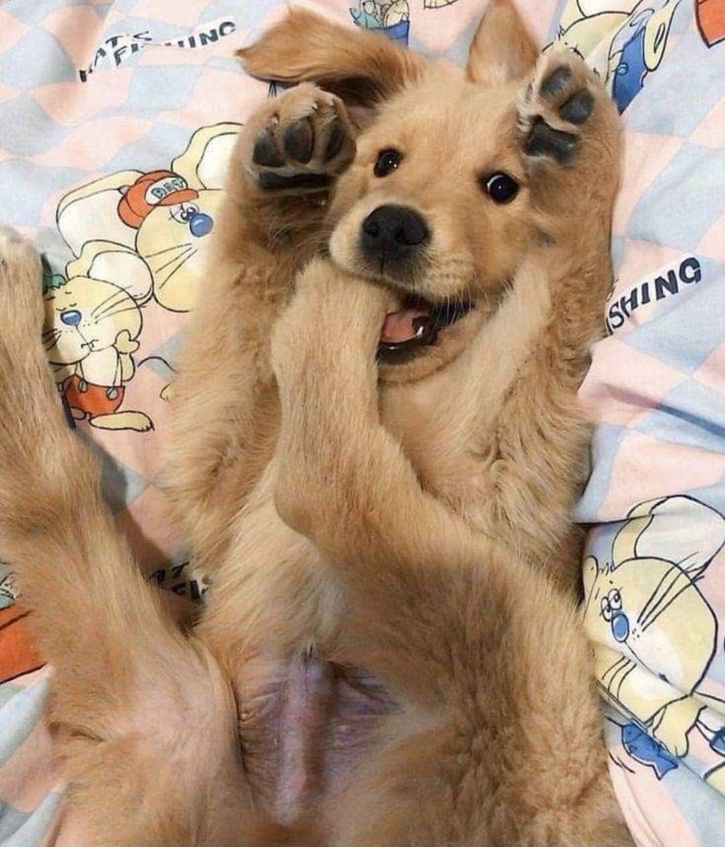puppies video tweet media