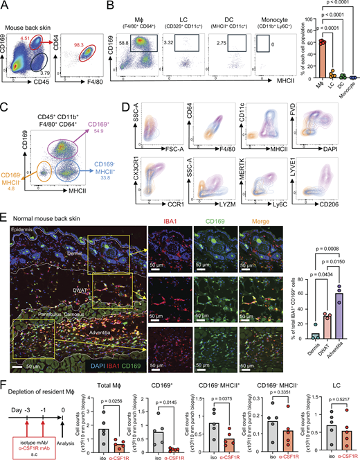 Tissue-resident CSF1R-dependent CD169+ macrophages localize deep