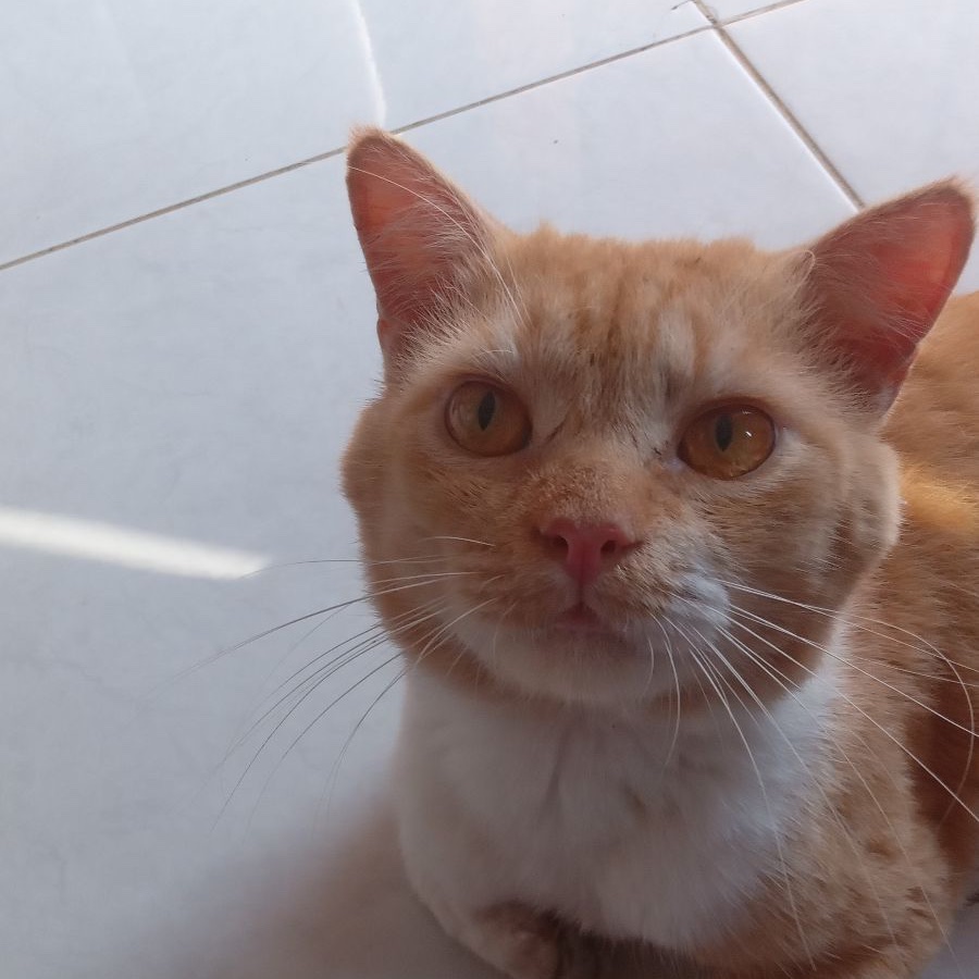 atlanticanooo's tweet photo. happiest bday to my ketsu, my #1 pet shayla, hopu pupu 🐈🤍

ga  pernah  bosen  untuk  ngerayain  ultah  kamu,  pu 🤍🤍🤍 https://t.co/lTsZ7Az7ZH