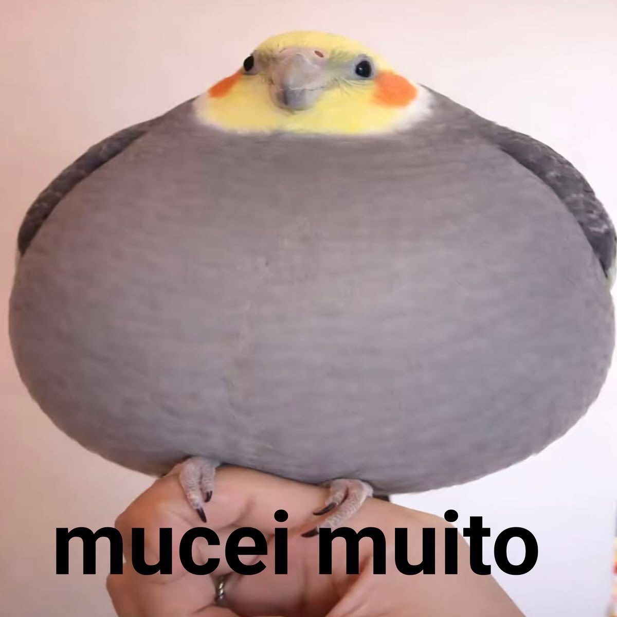 MoonKase's tweet photo. Tem live lá pras 16 horas porque vou jamfar na minha mamae hoje https://t.co/nyLWiHyH7U
