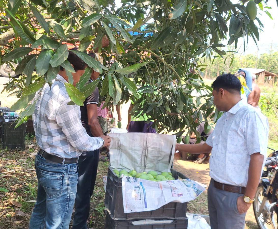 angul_dm's tweet photo. Angul takes a leap in agri-export with the successful export of 20 quintals of naturally matured Amrapalli mangoes to Italy. Facilitated by ORMAS-supported FPO through farmer mobilization, procurement, sorting, and grading support.
@CMO_Odisha 
@IPR_Odisha https://t.co/TItogu2393