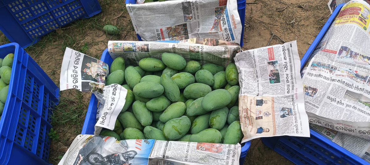 angul_dm's tweet photo. Angul takes a leap in agri-export with the successful export of 20 quintals of naturally matured Amrapalli mangoes to Italy. Facilitated by ORMAS-supported FPO through farmer mobilization, procurement, sorting, and grading support.
@CMO_Odisha 
@IPR_Odisha https://t.co/TItogu2393