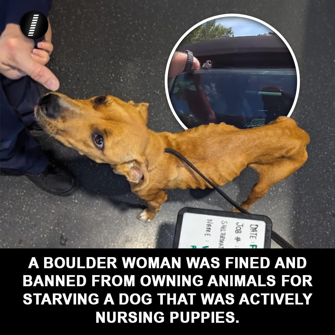 domdyer70's tweet photo. In a monumental step for maternal animal safety, a 40-year-old Boulder woman was fined $3,000 and banned from animal ownership for five years. The offender pleaded guilty to animal cruelty for failing to provide nourishment to "White Chest," a Staffy crossbreed found in a state of severe emaciation while she was actively trying to nurse her litter. This total win for justice removes the animals from a dangerous environment and provides them with the nutrition and rehab they need.
#DogNeglect #AnimalRights #RSPCA #JusticeServed #Success