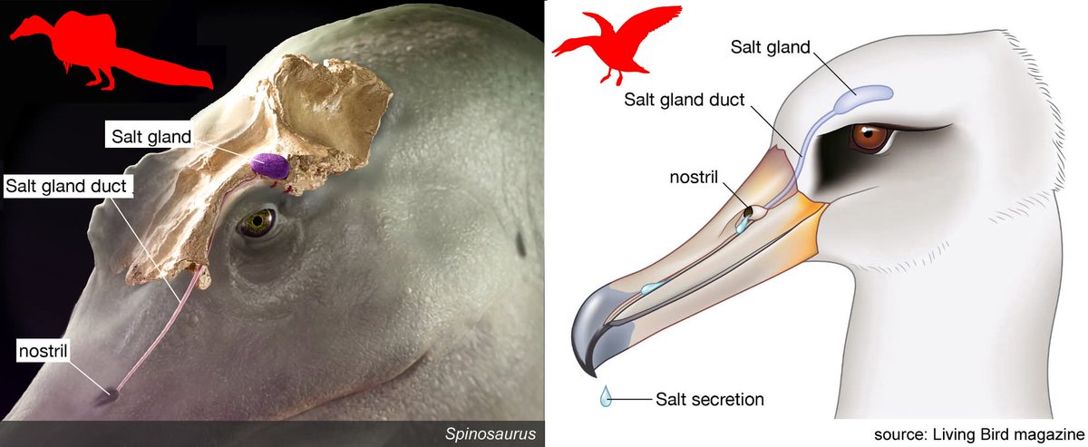 Deform2022's tweet photo. #FossilFriday New T.rex and Spinosaurus news back to back!? What a week, huh?  
#Spinosaurus has evidence for bird-like salt glands!

https://t.co/qKKWKvOyCI https://t.co/S9WvzMGPX1