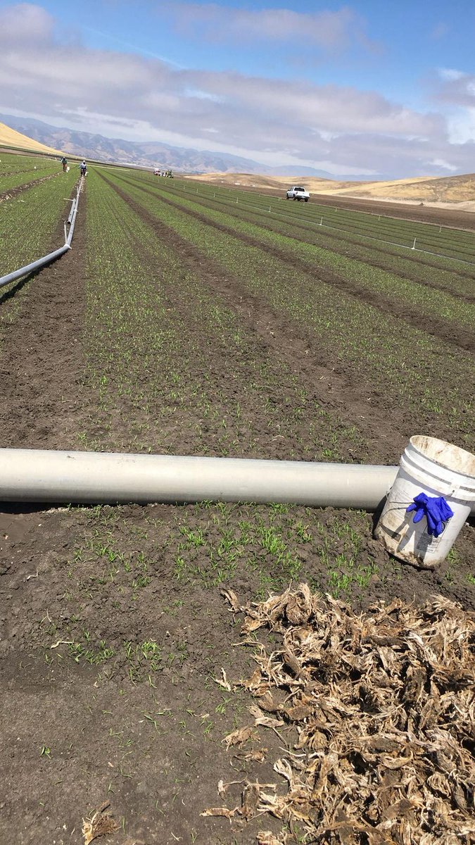 United Farm Workers tweet media