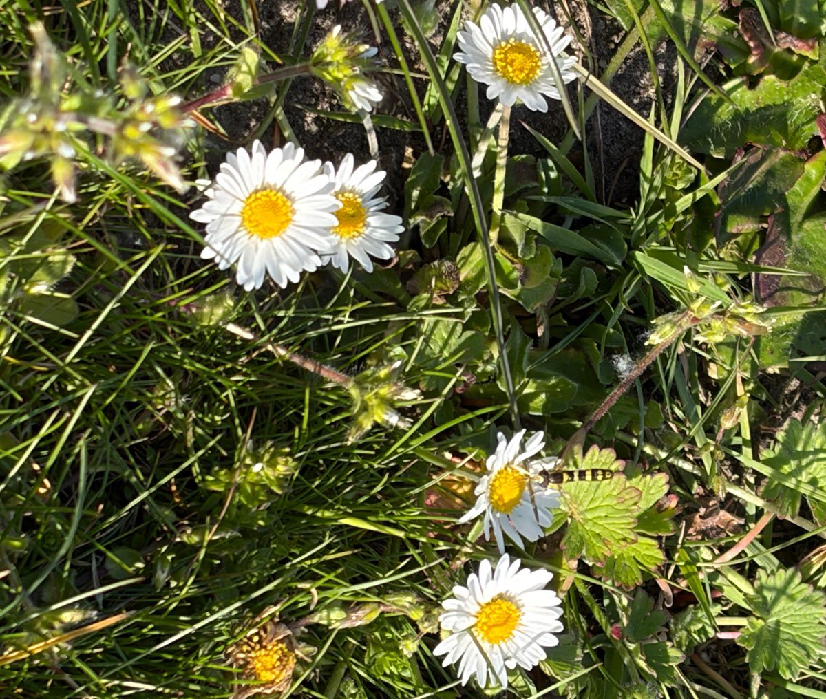 NorwaySkandin's tweet photo. #insects #Insekten #Fliegen #Schwebfliege #Schwebfliegen #Natur #nature #garden #Garten #Frühjahr #Frühling #spring #Blüten #flowers
Eine Langbauchschwebfliege, Gattung Sphaerophoria (?) sitzt auf einer Blüte von Gänseblümchen und ist auf der Suche nach Nektar. https://t.co/3LCtvJ7Uxe