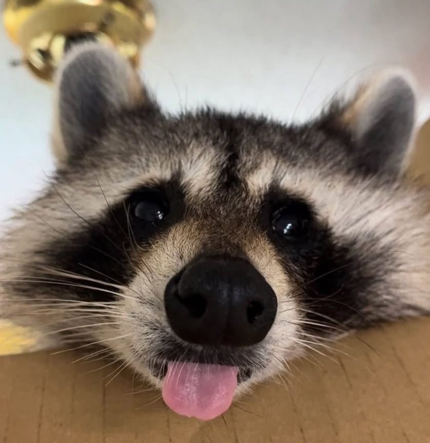 Why you should have a Raccoon tweet media