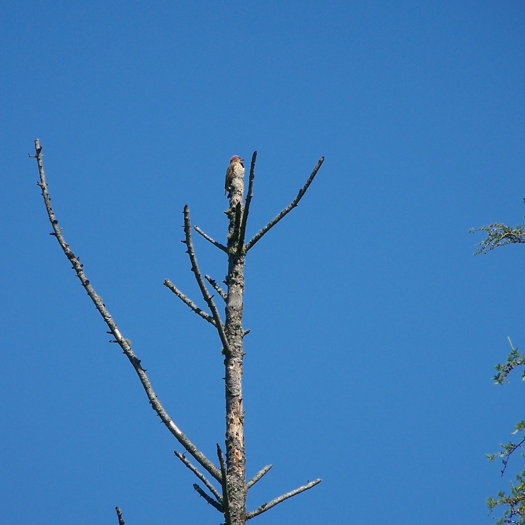 ssmrca's tweet photo. Today is International Day for Biological Diversity! 🌳🐦🌊
 
SSMRCA protects biodiversity in Conservation Areas, ensuring healthy ecosystems and resilient watersheds. 

See photos of biodiversity at SSMRCA CAs in Algoma! 

#InternationalDayforBiologicalDiversity26 https://t.co/BuS9nZeOnB