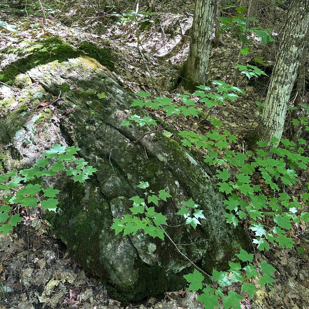 ssmrca's tweet photo. Today is International Day for Biological Diversity! 🌳🐦🌊
 
SSMRCA protects biodiversity in Conservation Areas, ensuring healthy ecosystems and resilient watersheds. 

See photos of biodiversity at SSMRCA CAs in Algoma! 

#InternationalDayforBiologicalDiversity26 https://t.co/BuS9nZeOnB