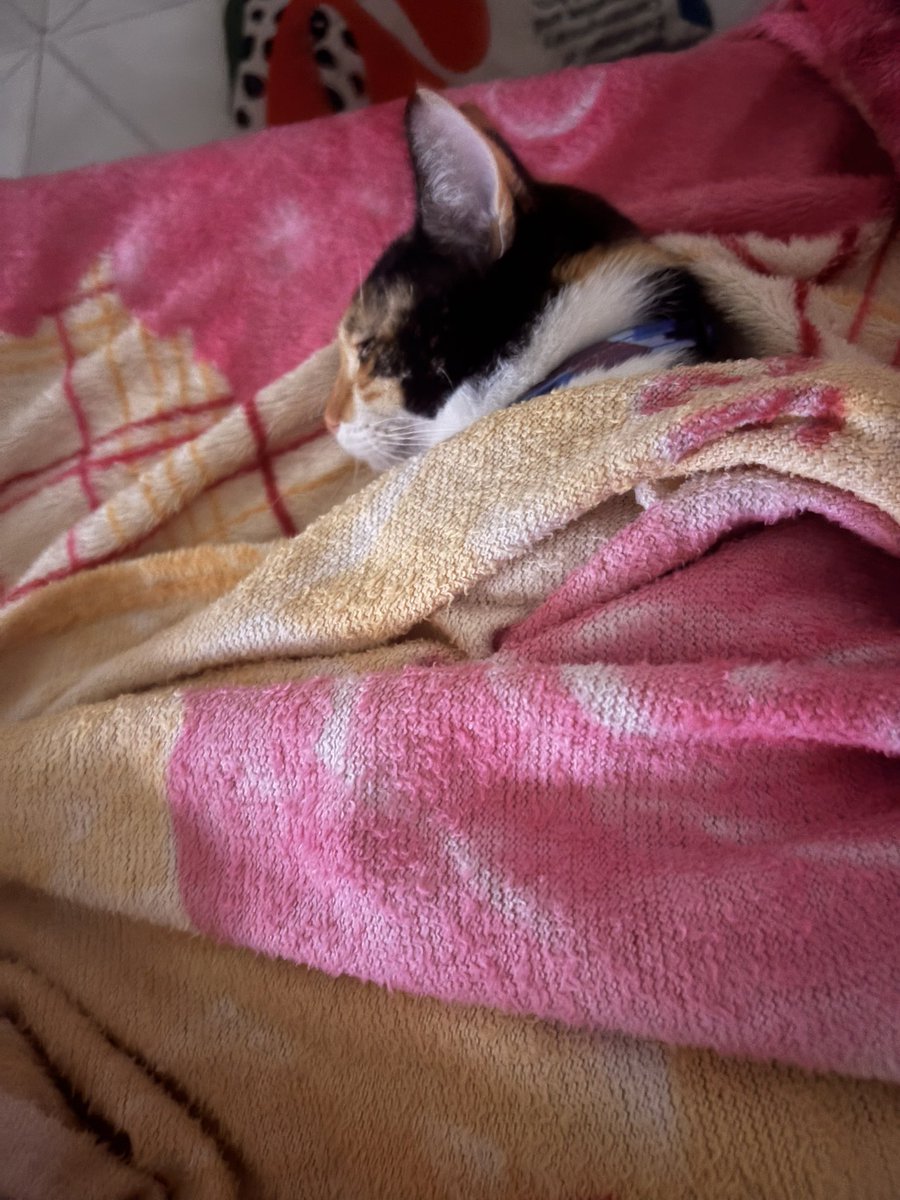 Brendinha_mrm's tweet photo. Abandonaram a Rihanna do lado da casa da @Nanapidem em Belém, ela fez minha mente até eu adotar, viajamos 16h de ônibus pra Atm e já mudamos de cidade 2x, ela já viajou pro Tocantins pra conhecer os primos gatos e o resto é história https://t.co/DRBY2wdBjd