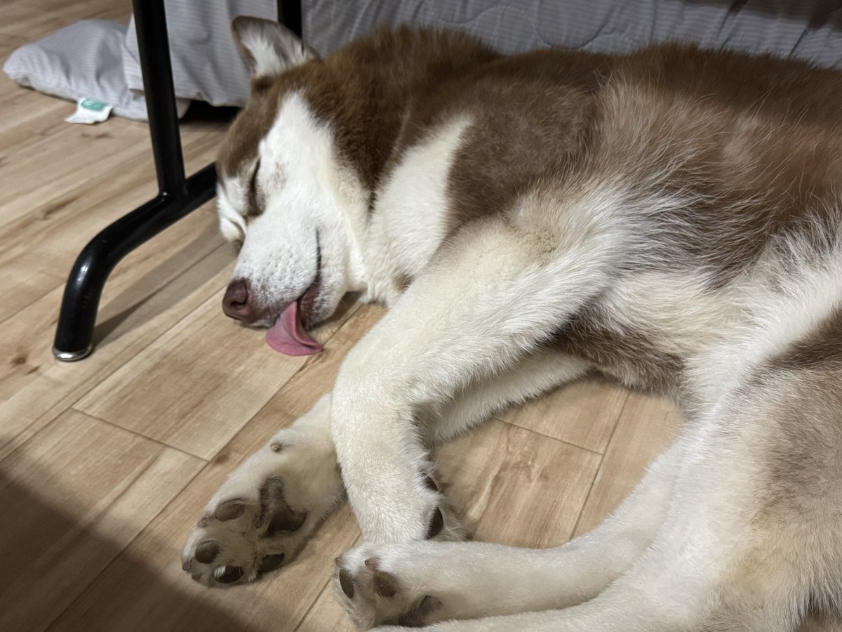___INUSKY___'s tweet photo. オヤスミ💤 https://t.co/xvcAsSV9Fa
