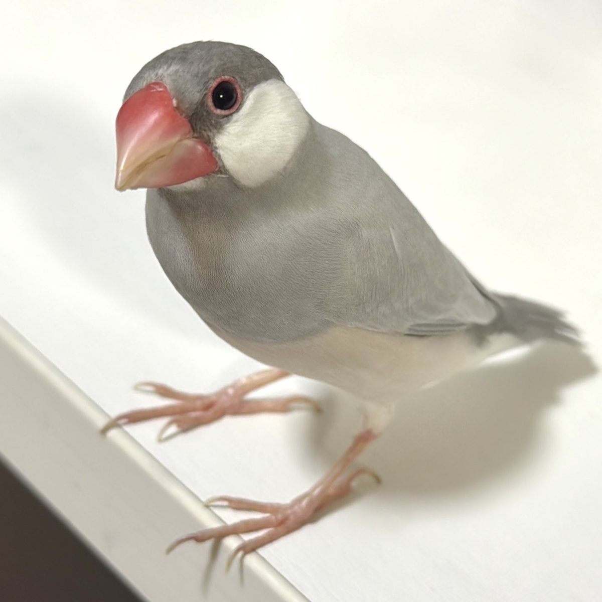 わと tweet media