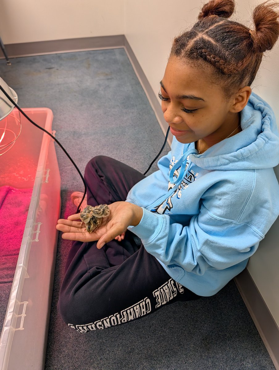 Buxmont_ADE's tweet photo. "Science class is studying Ornithology! Quail are hatching at Tatamy Creek. The students will weigh them and take care of them for a week. The babies will then go to a local farm to live their best lives!" https://t.co/dL3lF7K7LP