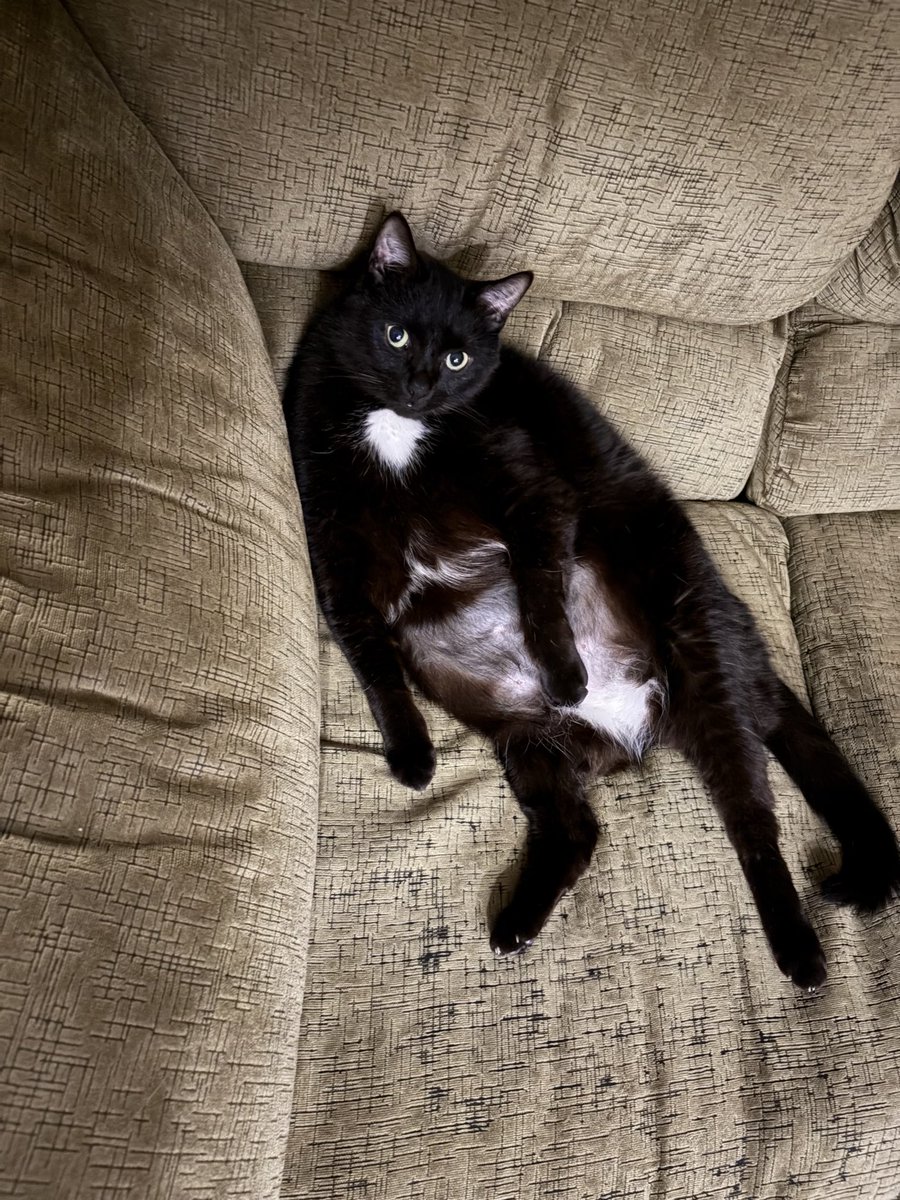bria57194's tweet photo. @seanonolennon My kitty Noodle https://t.co/zdmlDOqGZj