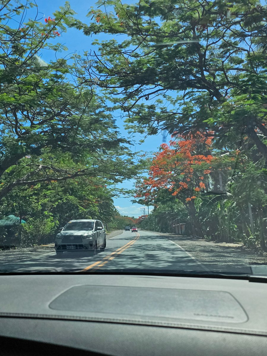 aloeymae's tweet photo. 🌿🌺🍂 https://t.co/DYym01Wt0w
